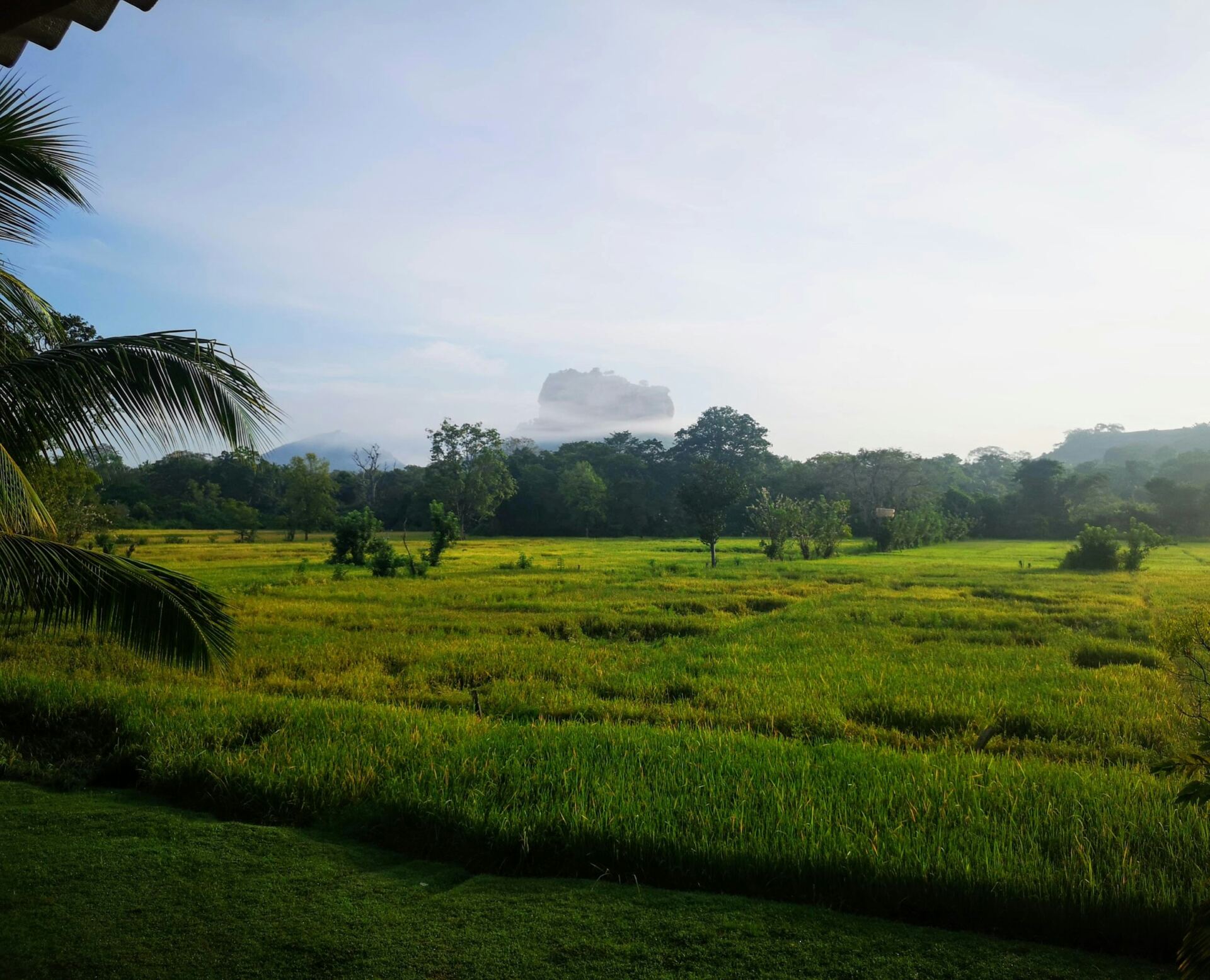 Green paddy fields in the countryside near Sigiriya