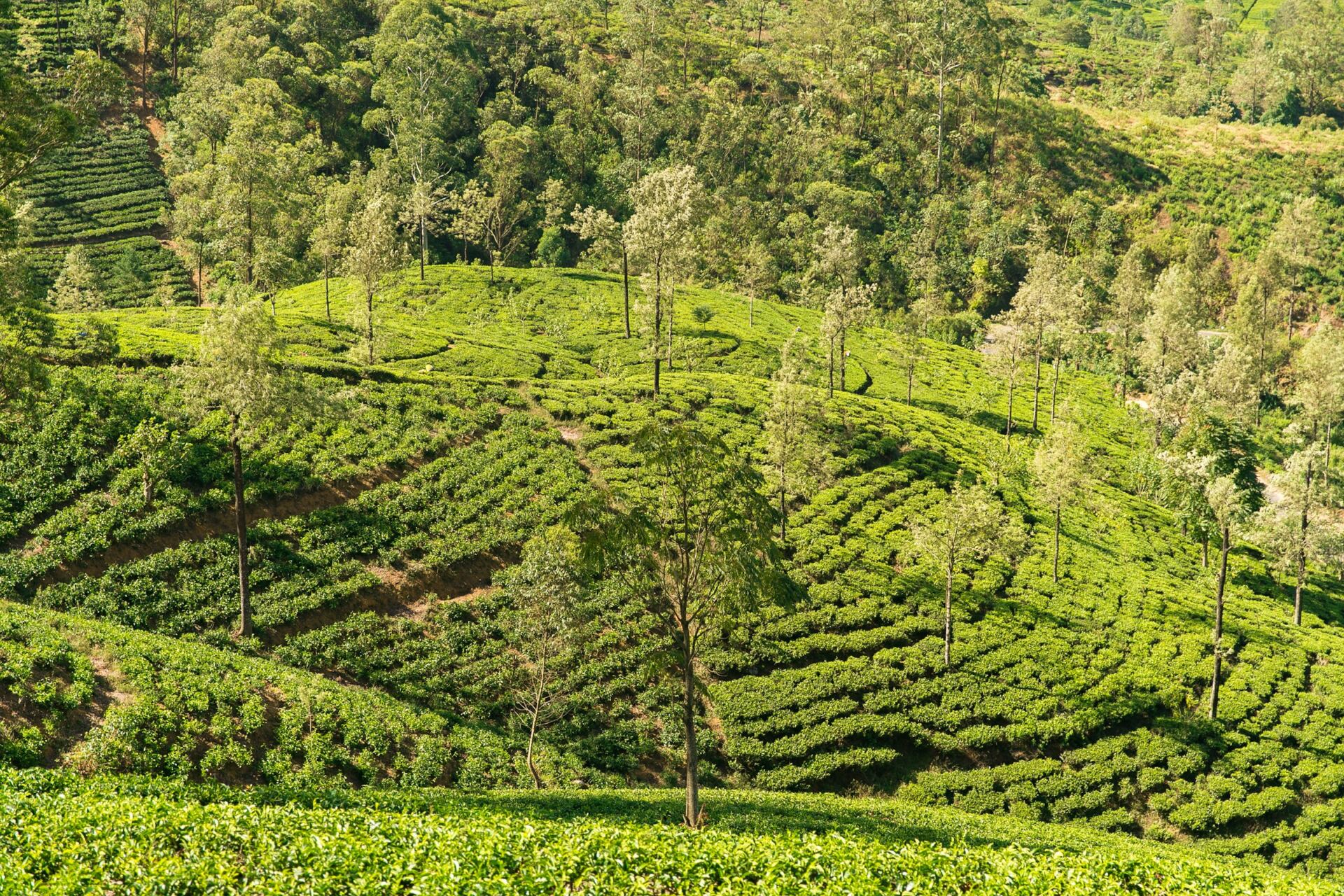 Sri Lankan hill-country tea plantation