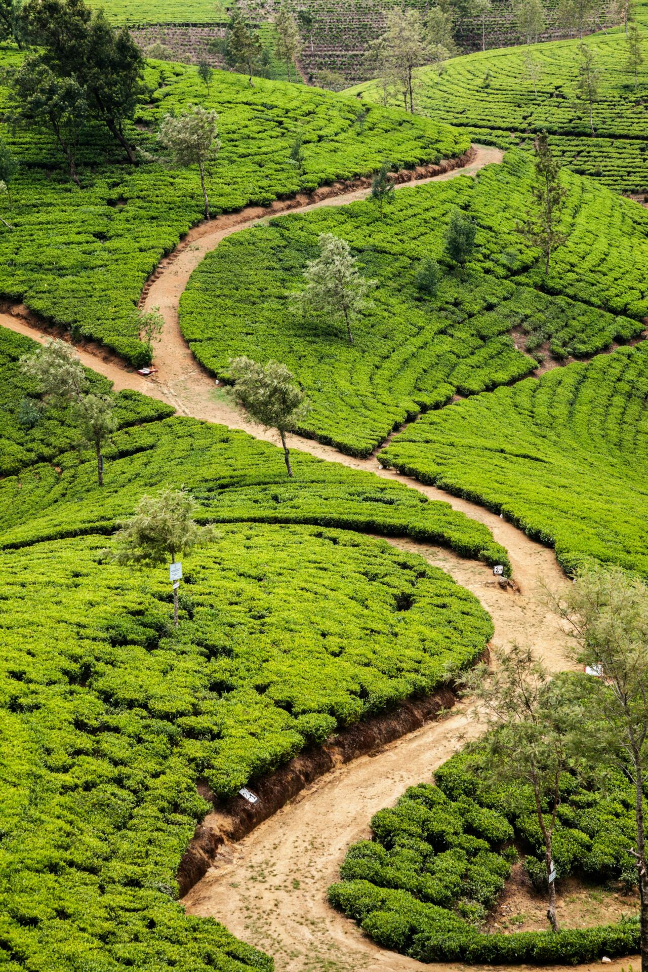 Scenic road through Sri Lanka’s tea country