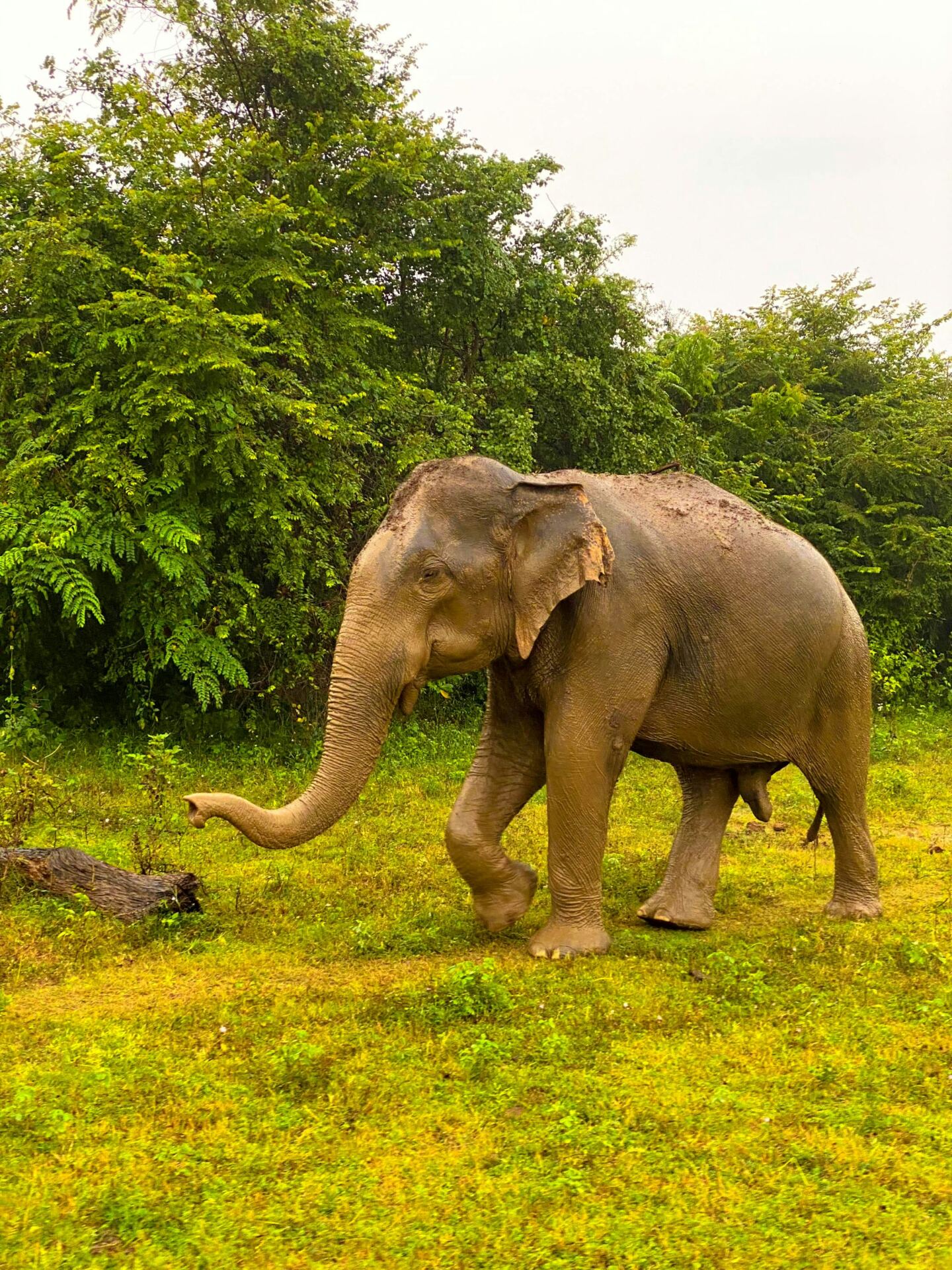 Wild Sri Lankan elephant walking through green grassland