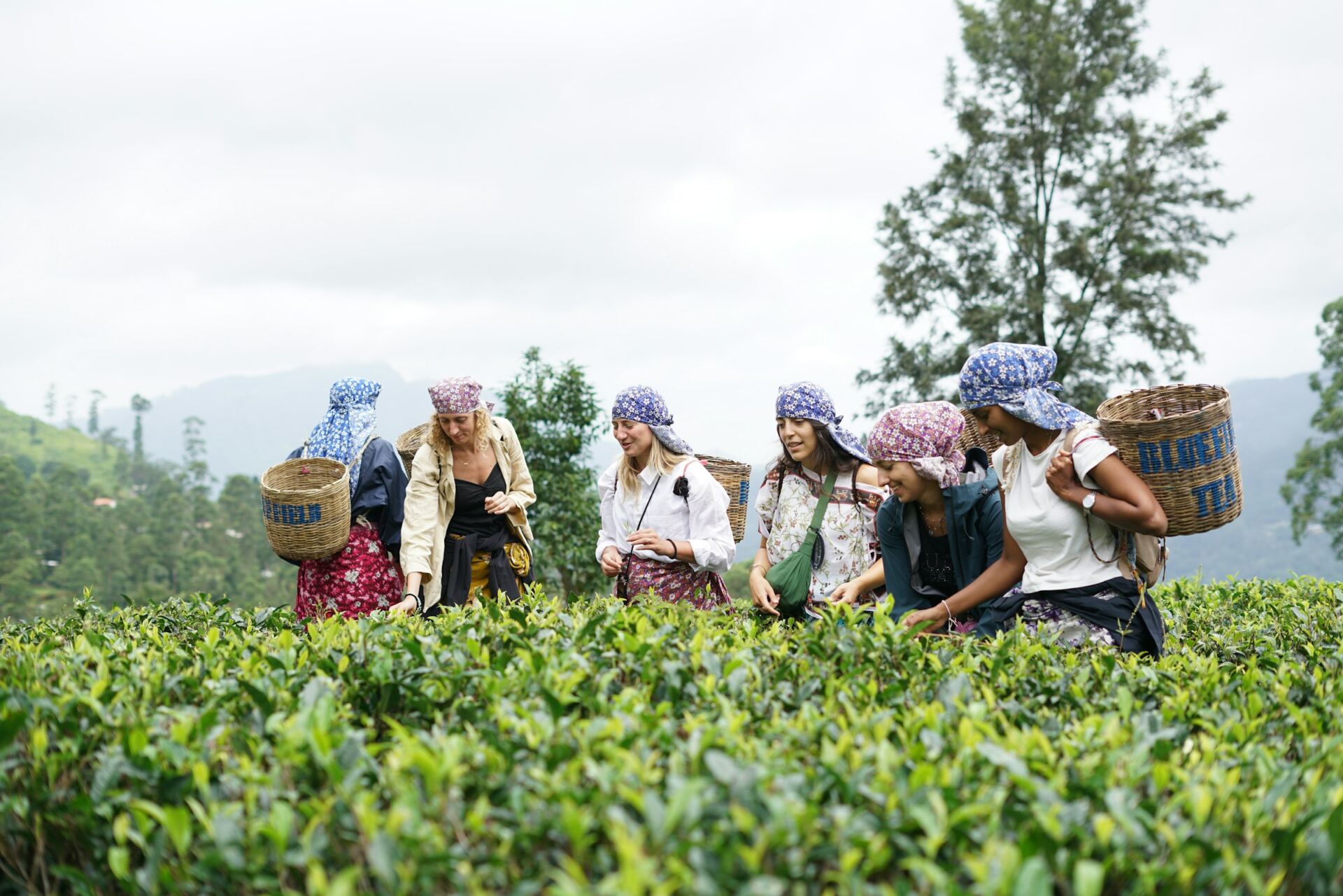 Tea workers picking leaves in a Sri Lankan tea estate