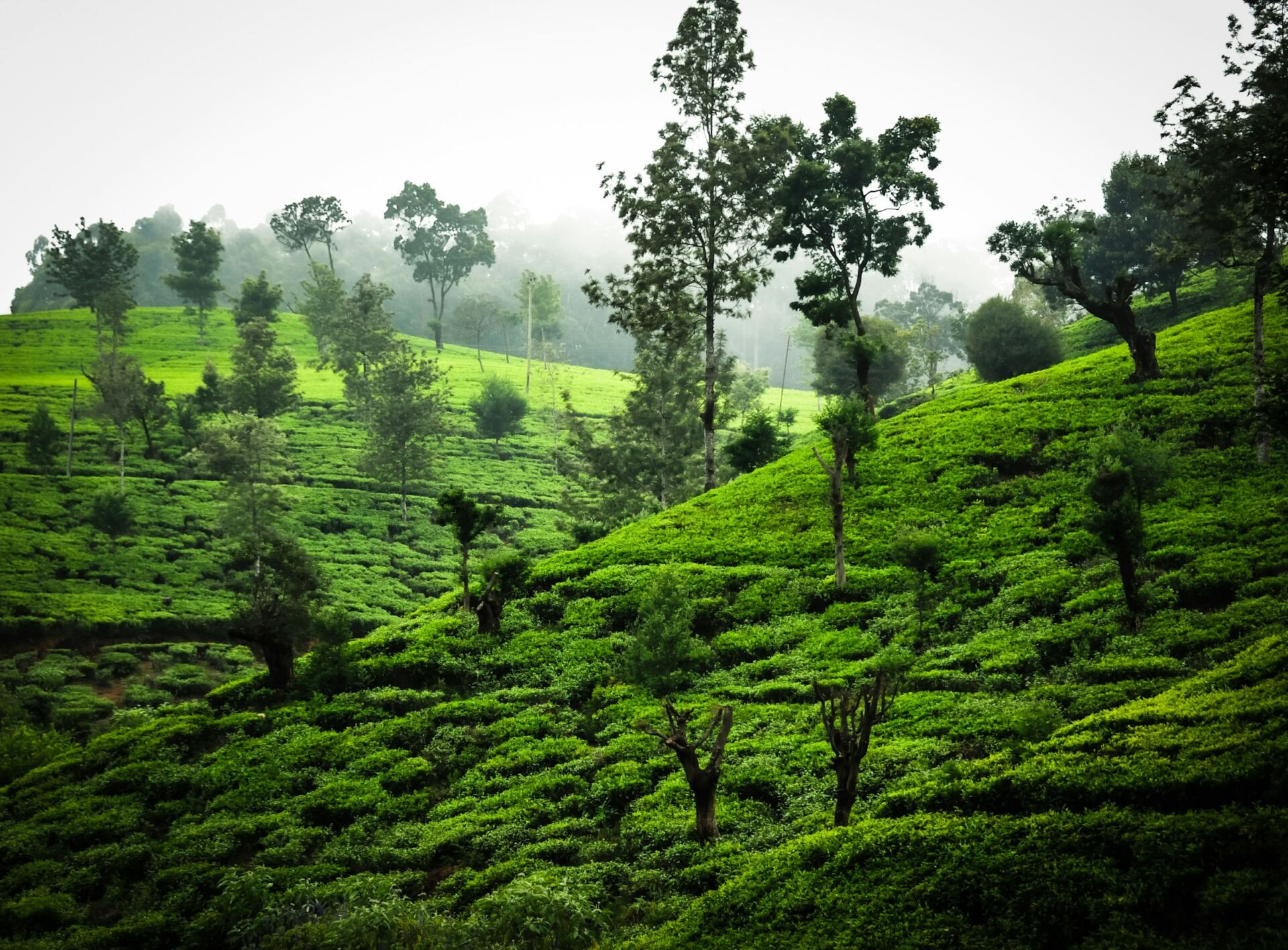 Misty tea plantation near Nuwara Eliya, Sri Lanka